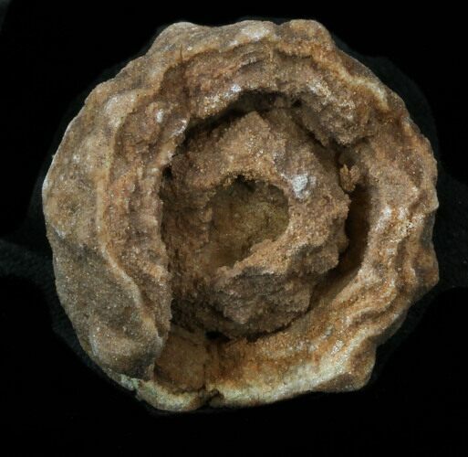 Flower-Like Sandstone Concretion - Pseudo Stromatolite #34219